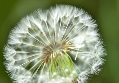Stichting Heidehof