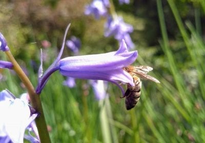 Tarieven Natuurgraf Mepperdennen