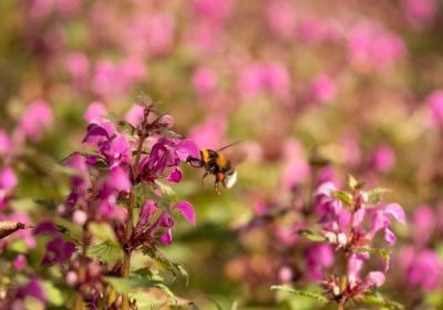 Rondleiding NatuurbegraafplaatsMepperdennen