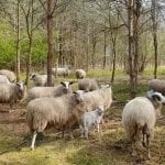 Schapen op Mepperdennen