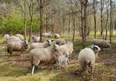 Schapen Mepperdennen