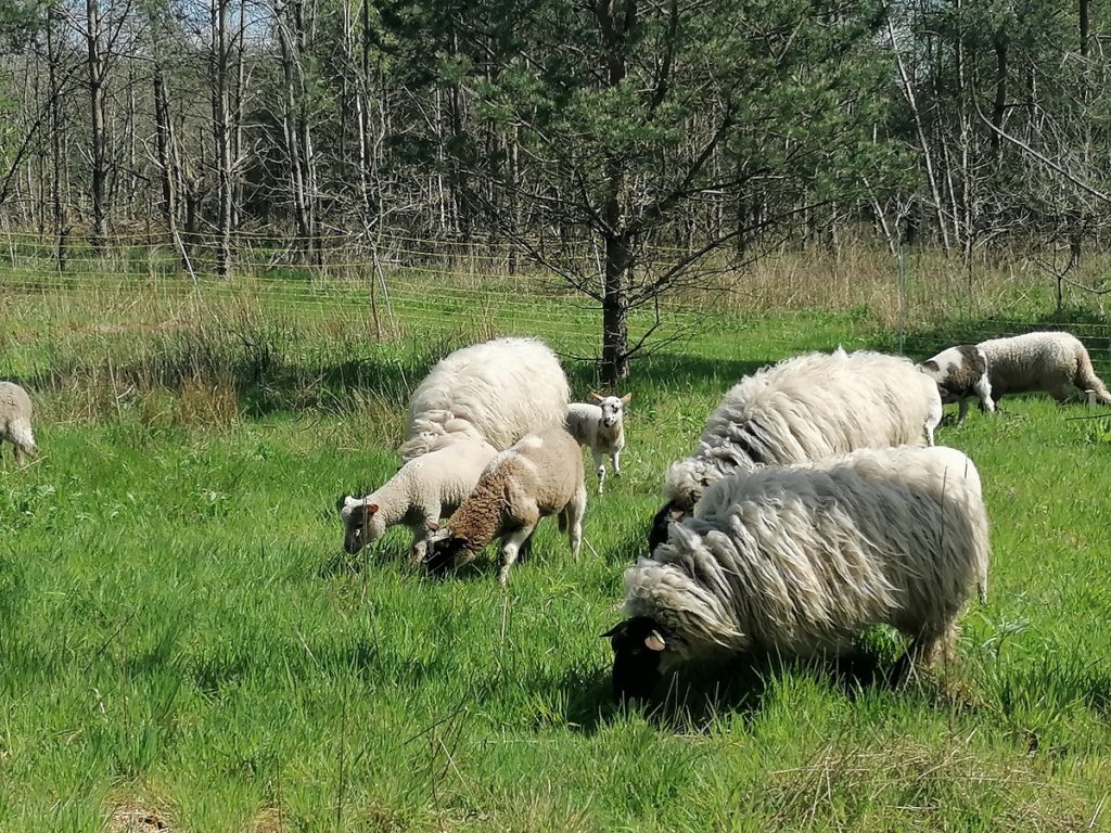 Waarom natuurgraf