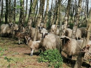 Schapen scheren op Mepperdennen