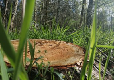 Waarom natuurgraf