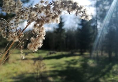 Voordelen Natuurbegraven