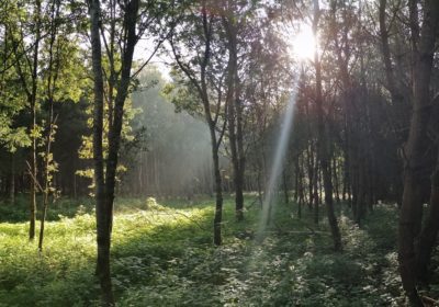 Herbegraven op Mepperdennen