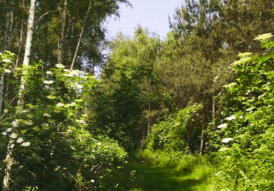 Waarom natuurgraf