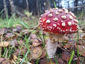 Zelfstandig wandelen