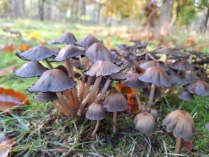 Paddenstoelen op Mepperdennen