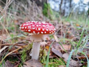 Paddenstoelen op Mepperdennen