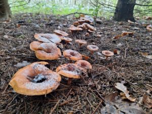 Paddenstoelen op Mepperdennen