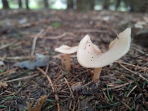 Paddenstoelen op Mepperdennen