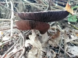 Paddenstoelen op Mepperdennen