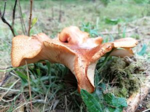Paddenstoelen op Mepperdennen
