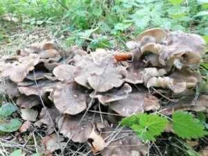 Paddenstoelen op Mepperdennen