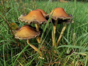 Paddenstoelen op Mepperdennen