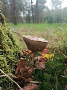 Paddenstoelen op Mepperdennen