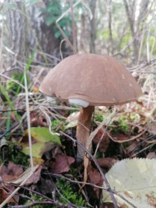 Paddenstoelen op Mepperdennen