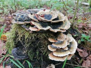 Paddenstoelen op Mepperdennen
