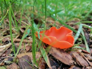 Paddenstoelen op Mepperdennen