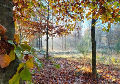 Natuurbegraven