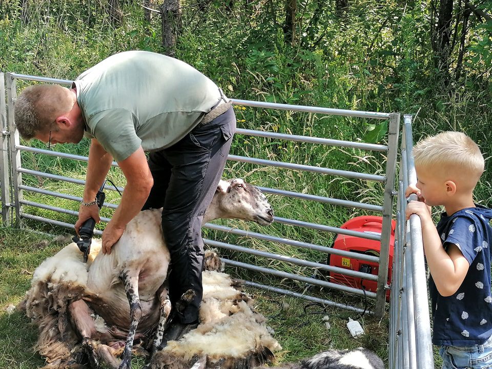 Schapen scheren