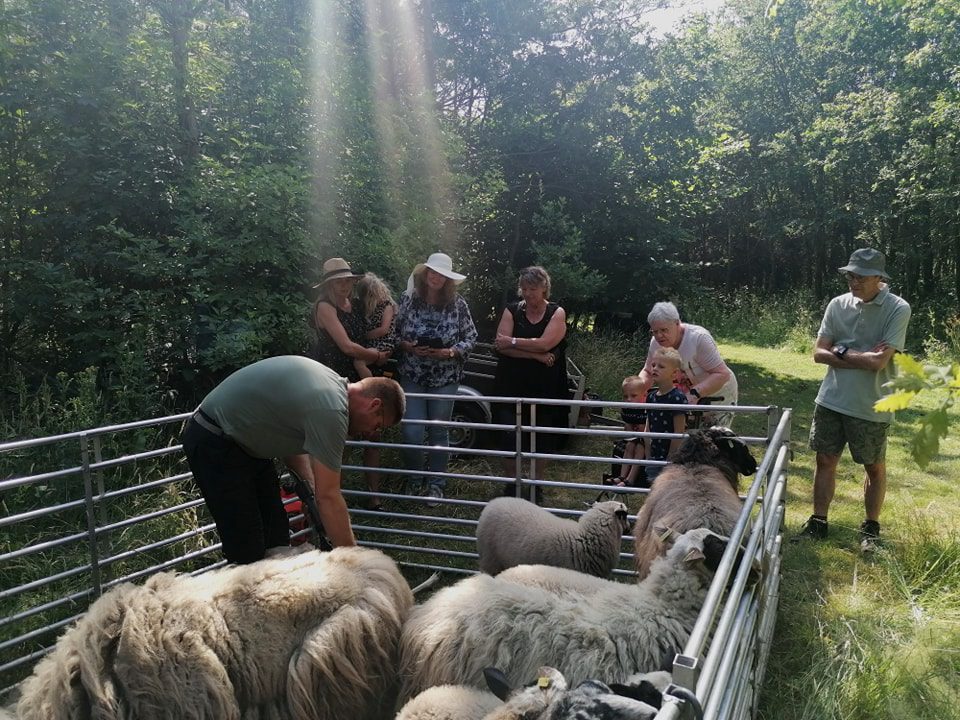 schapen scheren