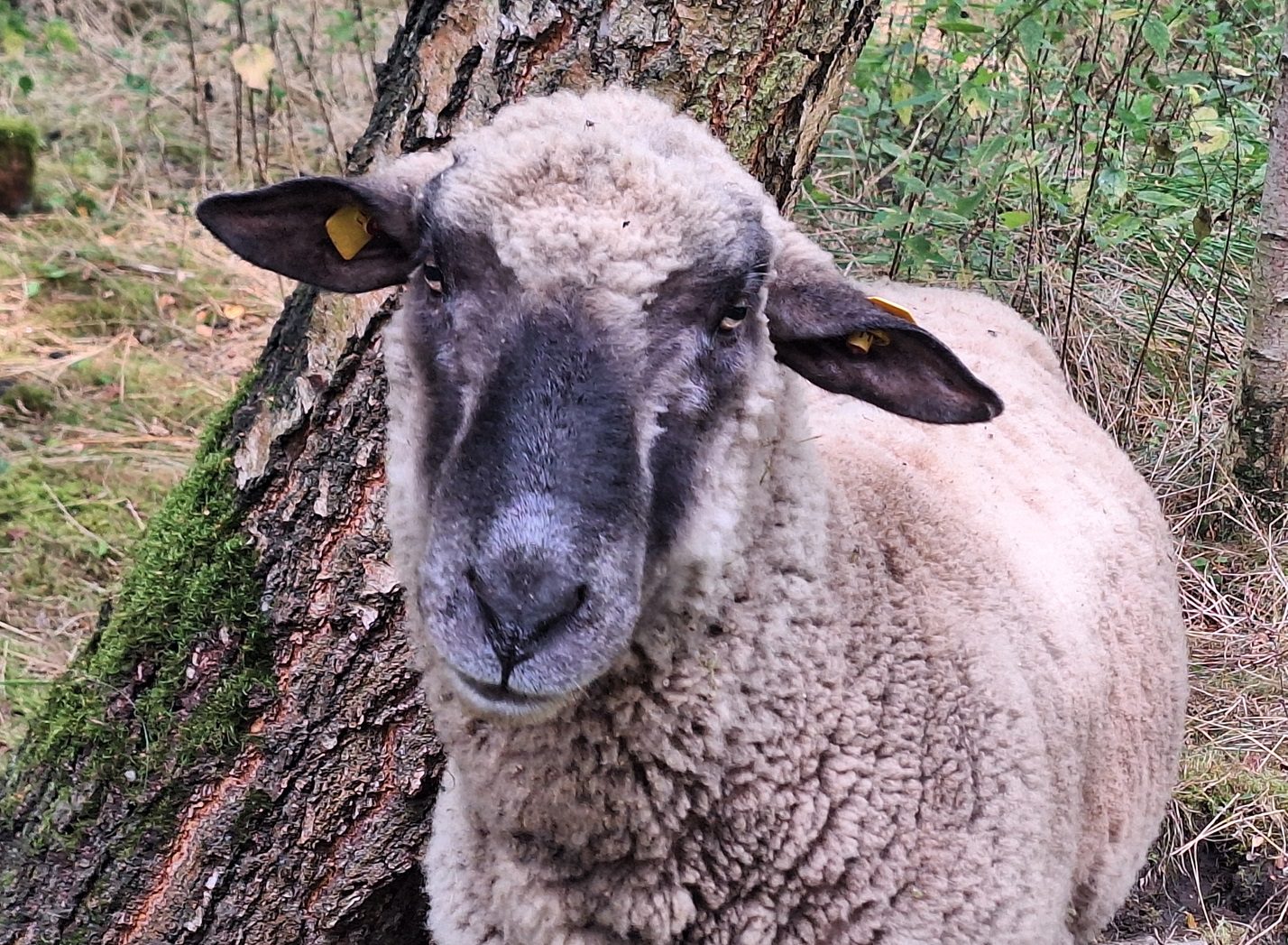 Shropshire