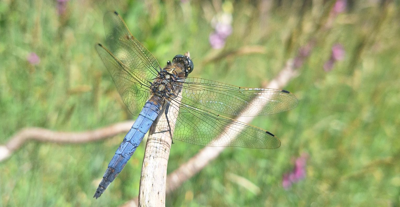 Copyright Natuurbegraafplaatsmepperdennen.nl (c) Natuurbegraafplaatsmepperdennen.nl