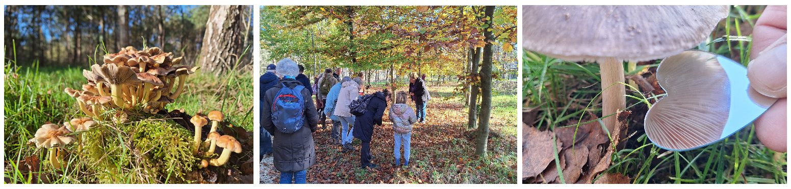 Paddenstoelenexcursie